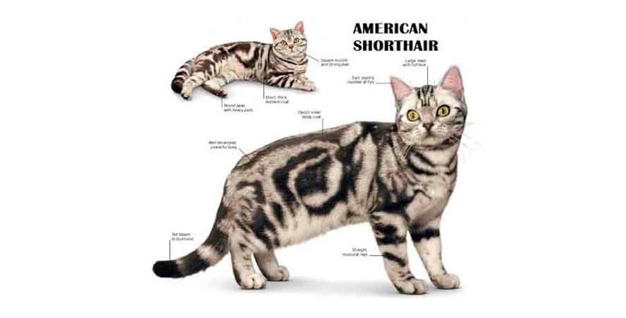 Mengenal Kucing American Shorthair